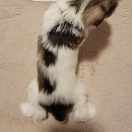 Miniature Schnauzer Puppies from Little Schnauzer Paws