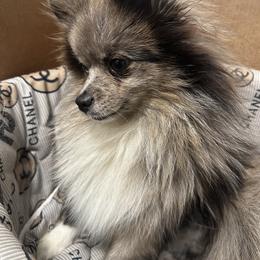 Boots - Pomeranian