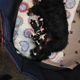 Cavalier King Charles Spaniel Puppies from Angels and Nobility Cavaliers