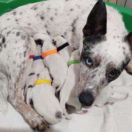 Australian Cattle Dog Puppies from Hope Heelers (Australian Cattle Dogs)