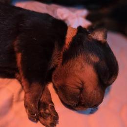 Mr. Orange Collar - Black and mahogany male Rottweiler puppy in Clarksburg, West Virginia from Vom Peiffley Rottweilers, LLC