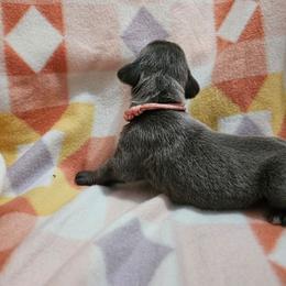 Esmeralda - Gray female Cane Corso puppy in Roachdale, Indiana from Cast Iron Kennels
