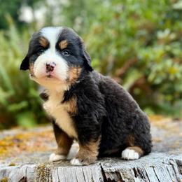 Cat Woman (Pink Collar) - Black rust and white female Bernese Mountain Dog puppy in Stanwood, Washington from Butter Cup Pups and Paws
