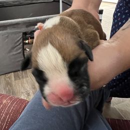 Boxer Puppies from Amy's Boxers