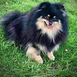 Pomeranian puppies from SuperNova  & Mystic Magic Pomeranians