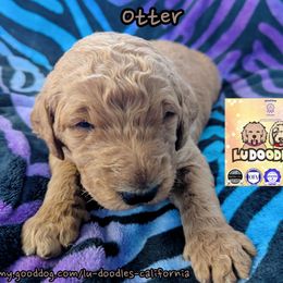 Otter - Apricot female Goldendoodle puppy in Santa Cruz, California from Lu Doodles