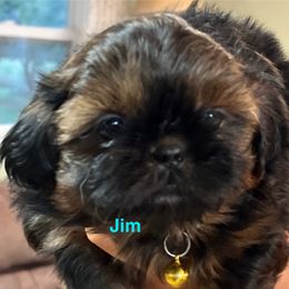 Jim Beam - Red and tan male Shih Tzu puppy in Bloomfield, Indiana from Meihem Pups