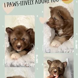Oakwood - Red and white male Siberian Husky puppy in Florence, Kentucky from Moonlight Howl Huskies