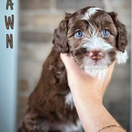 Fawn - Chocolate female Australian Labradoodle puppy in Decatur, Alabama from Southern Meadows Doodles