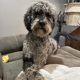 Remi - Golden Mountain Doodle