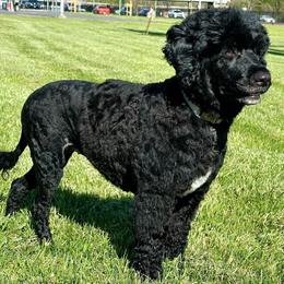 Portuguese Water Dog Puppies from Top Notch Portuguese Water Dogs