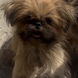 Lyric - Shih Tzu