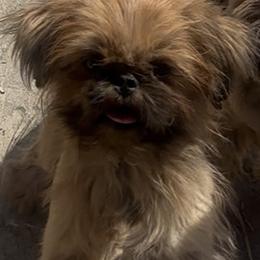 Lyric - Shih Tzu