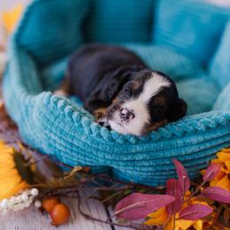 Snickers - Tri-color male Bernedoodle puppy in Conroe, Texas from Cookie's Cuties