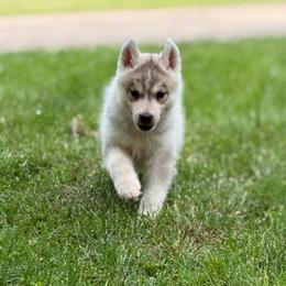 Poseidon - Gray and white male Siberian Husky puppy in Amery, Wisconsin from Sovereign Siberians