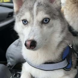 Sapphire - Pomsky