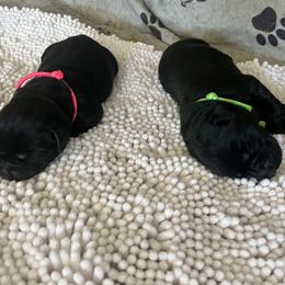 Golden Retriever and Labrador Retriever Puppies from The Golden Leash Kennels