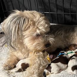 Lily - Havanese