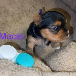 Macie - Black & tan tri-color female Morkie puppy in Seneca, Missouri from M.Y. Morkies and Yorkies