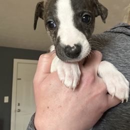 Whippet Puppies from Sara's Whippets