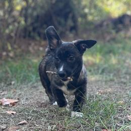 Tahoe - Brindle and white male American Corgi puppy in Hope, Arkansas from Foxy Knoll Farm