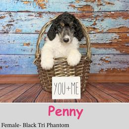 Penny - Phantom female Poodle puppy in Kenyon, Minnesota from Country Breeze Poodles