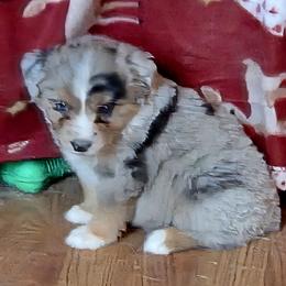 Carlota - Blue merle female Miniature American Shepherd puppy in Goldendale, Washington from Amulet Charm