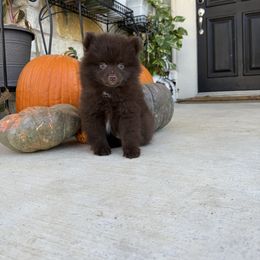 Willie - Chocolate male Pomeranian puppy in Texas from D&C Pomeranians