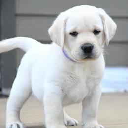 Miss Violet Stormi-Bosley - Yellow female Labrador Retriever puppy in Pasco, Washington from ROCK CREEK LABRADORS Pasco, WA