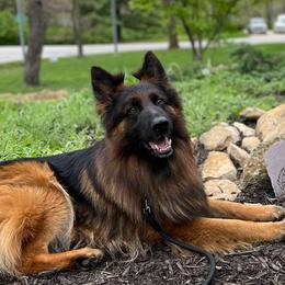 German Shepherds from Schultz's Premium German Shepherds