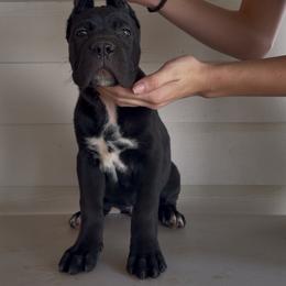 Black Female - Black female Cane Corso puppy in Knoxville, Tennessee from Crowned Corso