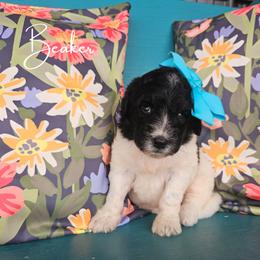 Beacker - female Newfypoo puppy in Hardin, Kentucky from Bluegrass Newfypoos