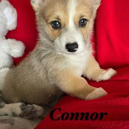 Cleo reduced - White and red male Pembroke Welsh Corgi puppy in Hesperia, California from Amatskennel - Stubby Tails Ranch