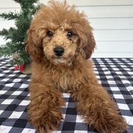 Cavalier King Charles Spaniel, Cavapoo, Havanese, Havapoo, and Poodle Puppies from West Cobb Dogs