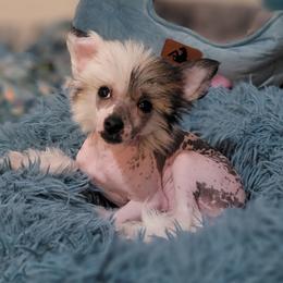 Chinese Crested Puppies from Crestie Charm Cottage