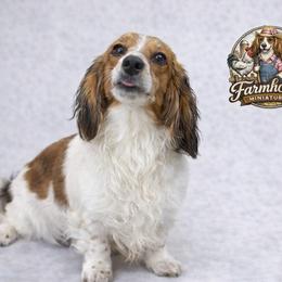 Dachshunds from Cutie Pawtootie Doxies