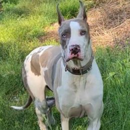 Vienna - Great Dane