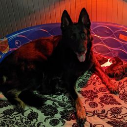 Sina - German Shepherd