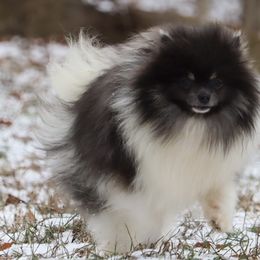 Leo - Pomeranian