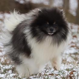 Leo - Pomeranian