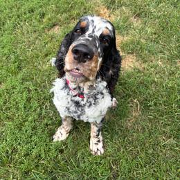 Milo - Black white and tan male English Springer Spaniel puppy in Robesonia, Pennsylvania from Rogue Mountain Manor