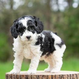 Oliver - Black and white male Cockapoo puppy in Seattle, Washington from Sweet Home Doodles