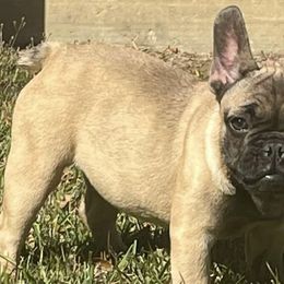 French Bulldogs from Joie De Vivre