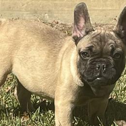 French Bulldogs from Joie De Vivre