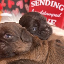 Shih Tzu Puppies from Riley Family Shih Tzus