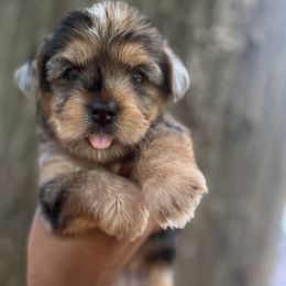 Peppermint Patty - Merle female Yorkipoo puppy in Shelby, North Carolina from Precious pups dynasty kennel