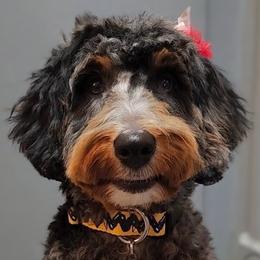 Assorted Doodle Crosses, Australian Labradoodle, Bernedoodle, Goldendoodle, and Labradoodle All Grown Up from Erica’s Doodles