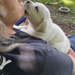 Labrador Retriever Puppies from Windbush