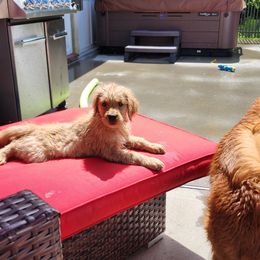 Golden Retriever Puppies from Sheaman Farm