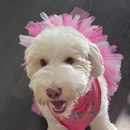 Millie Belle - Australian Labradoodle